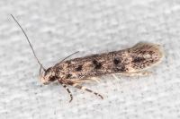 Bryotropha