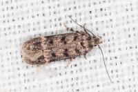 Bryotropha