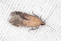 Stomopteryx