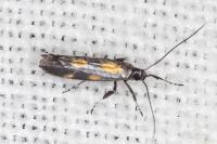 Euspilapteryx auroguttella