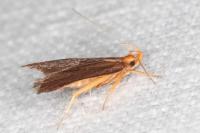 Eurodachtha pallicornella