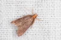 Eurodachtha pallicornella