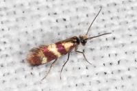 Micropterix aglaella