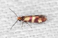 Micropterix aglaella