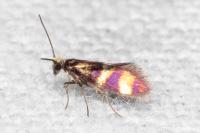 Micropterix aglaella