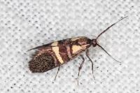 Dasycera oliviella
