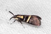 Dasycera oliviella