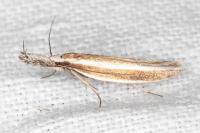 Pleurota aristella