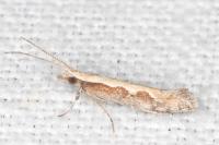 Plutella xylostella