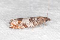 Ancylis achatana