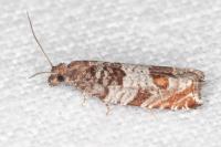 Ancylis achatana