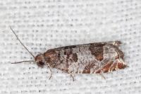 Ancylis achatana