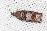 Ancylis achatana