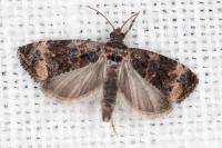 Endothenia