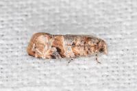 Lobesia botrana