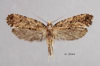 Morophaga choragella