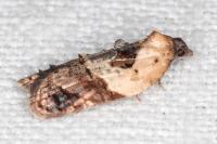 Acleris variegana
