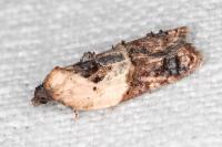 Acleris variegana