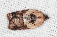 Acleris variegana