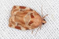 Archips xylosteana