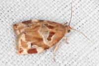 Archips xylosteana