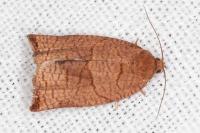 Cacoecimorpha pronubana