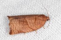 Cacoecimorpha pronubana