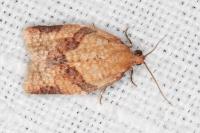Clepsis consimilana