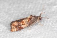 Ditula angustiorana