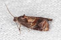Ditula angustiorana