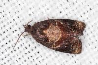 Ditula angustiorana
