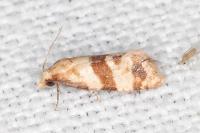 Phalonidia contractana