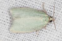 Tortrix viridana