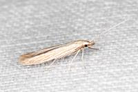 Coleophora grotenfelti