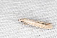 Coleophora grotenfelti