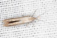 Coleophora grotenfelti