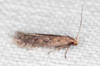 Stomopteryx spathulella