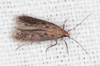 Stomopteryx spathulella
