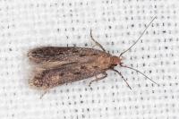 Stomopteryx spathulella