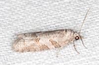 Eana incanana