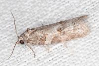 Eana incanana