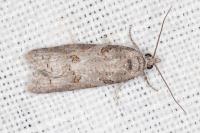 Eana incanana