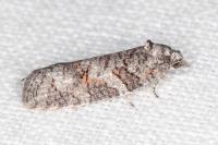 Eana incanana