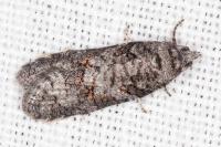 Eana incanana