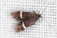Aproaerema cincticulella