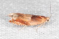 Ancylis mitterbacheriana