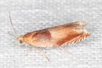 Ancylis mitterbacheriana