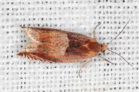 Ancylis mitterbacheriana