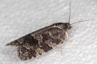 Cnephasia ecullyana