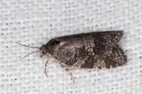 Cnephasia ecullyana